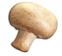Mushroom Curry 